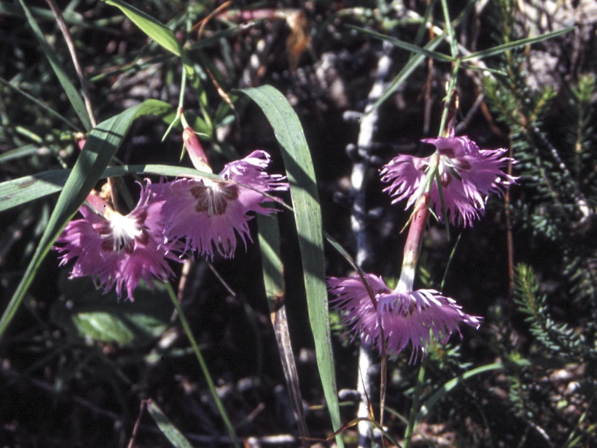 Blüten
